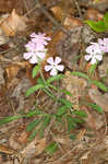 Sticky catchfly